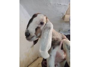 Продам терміново 100% англо нубійських козликів.