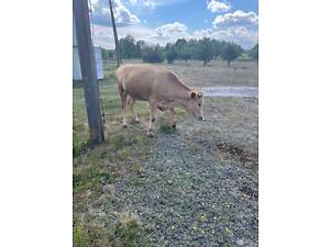 Продам тільну телицю