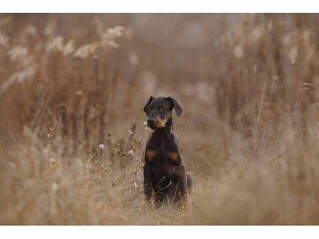 Продам щенка добермана от титулованных родителей. - Фото 1