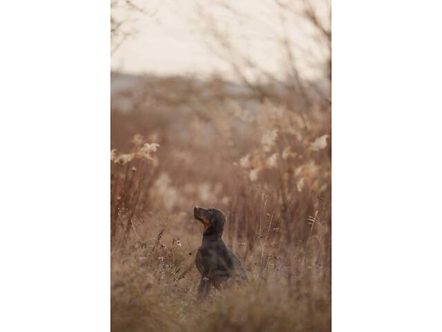 Продам щенка добермана от титулованных родителей. - Фото 2