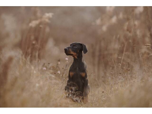 Продам щенка добермана от титулованных родителей. - Фото 3