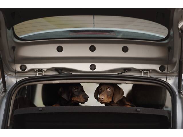 Продам щенка добермана от титулованных родителей. - Фото 5