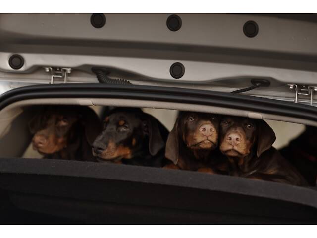 Продам щенка добермана от титулованных родителей. - Фото 4