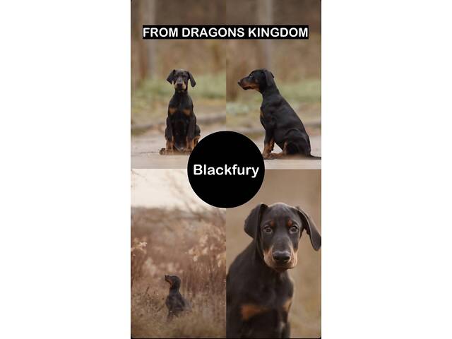 Продам щенка добермана от титулованных родителей. - Фото 6