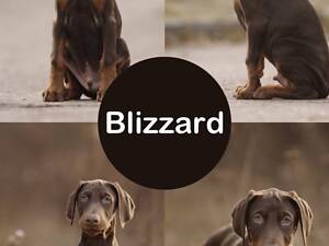 Продам цуценя добермана від титулованих батьків