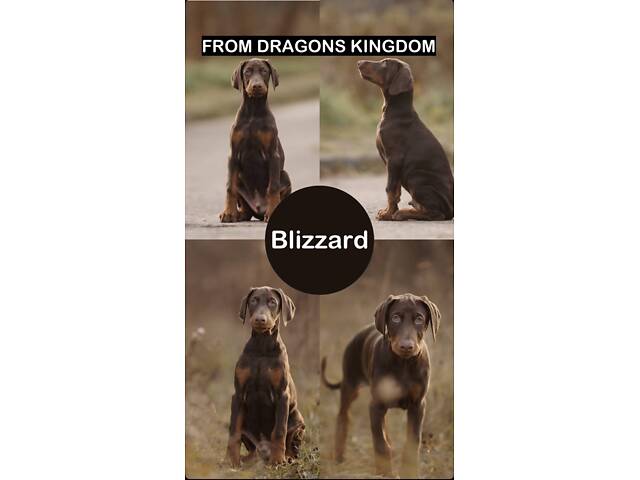 Продам щенка добермана от титулованных родителей. - Фото 1