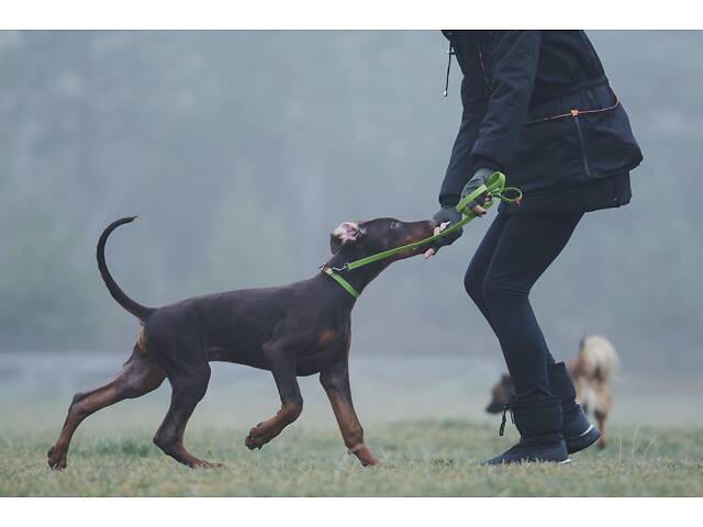 Продам щенка добермана от титулованных родителей. - Фото 3