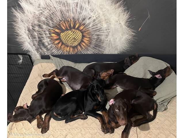 Продам щенка добермана от титулованных родителей. - Фото 6