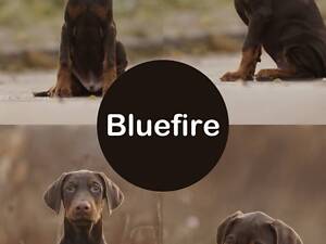 Продам щенка добермана от титулованных родителей.