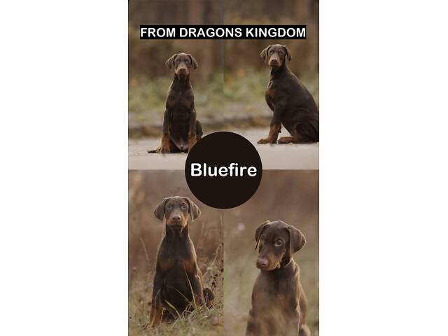 Продам цуценя добермана від титулованих батьків - Фото 1