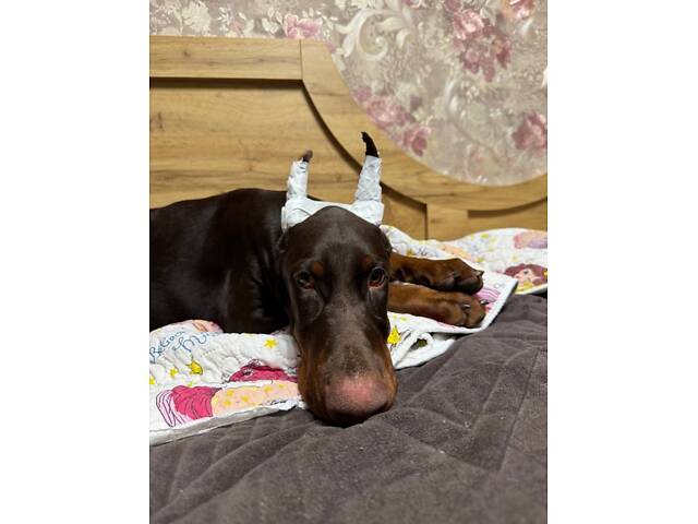 Продам цуценя добермана від титулованих батьків - Фото 2