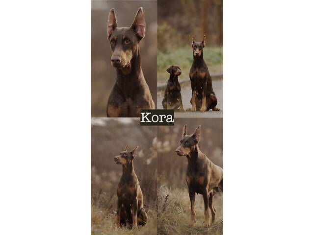 Продам цуценя добермана від титулованих батьків - Фото 5