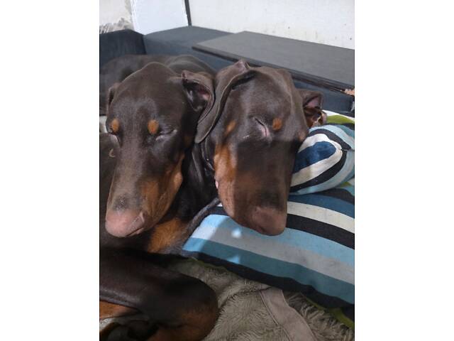 Продам цуценя добермана від титулованих батьків - Фото 7