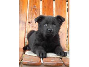 Продам цуценя німецької вівчарки.