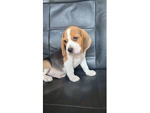 Продам цуценят англійського бігля з документами FCI