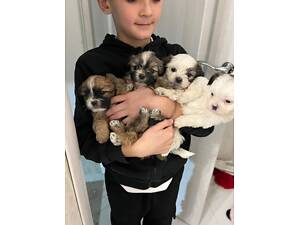 Продам цуценят міні