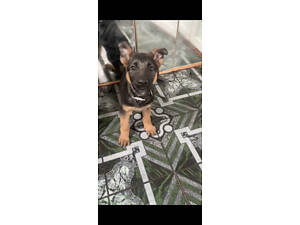 Продам цуценят німецької вівчарки.