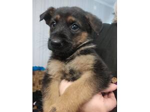 Продам цуценят німецької вівчарки.