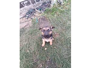 Продам цуценят німецької вівчарки!