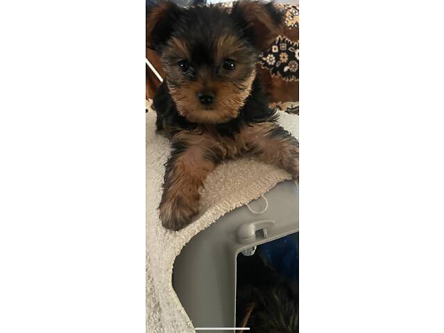 Продам цуценят породи міні йорк. - Фото 2