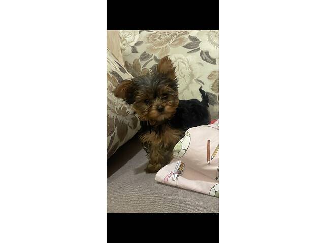 Продам цуценят породи міні йорк. - Фото 3