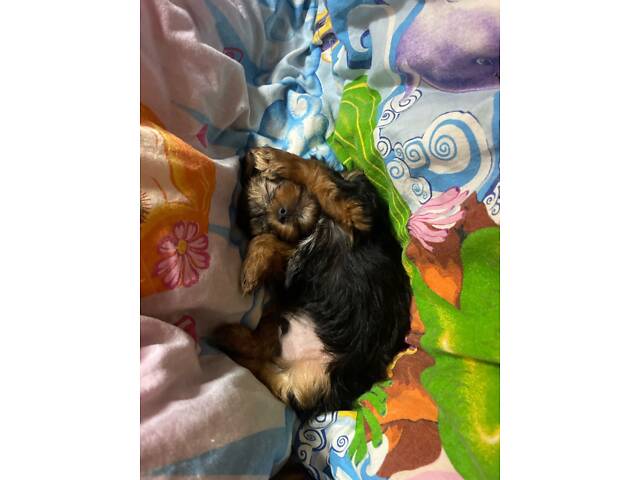 Продам цуценят породи міні йорк. - Фото 4