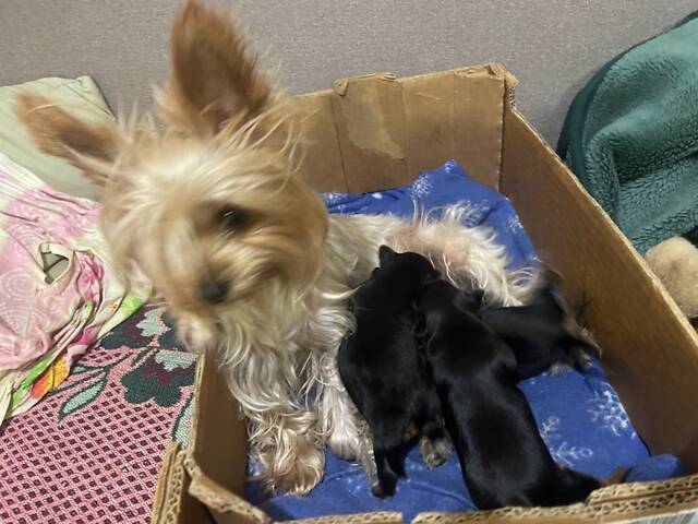 Продам цуценят породи міні йорк. - Фото 5