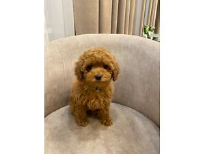 Продам цуценят той-пуделя.