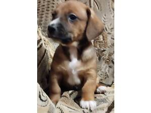 Продам цуценята такс.