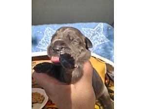 Продам цуценят кане-корсо.