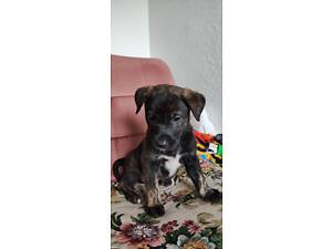 Продам в добрые руки чудесных щенков Метис.