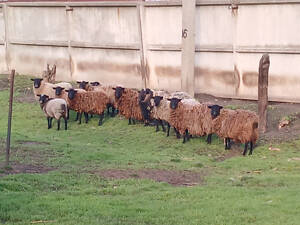 Продам вiвцi романівської породи живою вагою