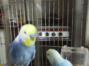 Продам хвилястого райдужного папугу.