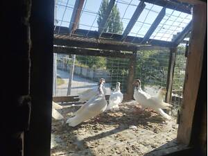 Продам високовольтних голубів