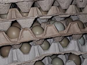 Продам яйце інкубаційне фазанів мисливських