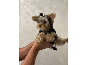 Продам Йорка мальчик