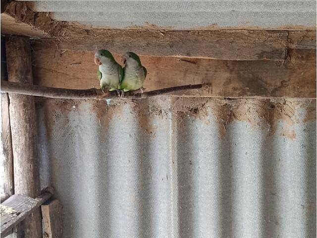 Продам зелених 'Монахів' - Фото 1