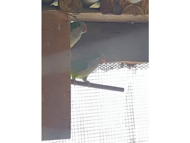 Продам зелених 'Монахів' - Фото 2