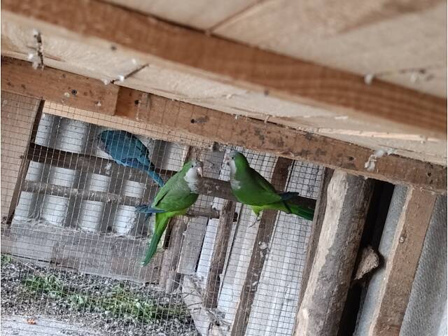 Продам зелених 'Монахів' - Фото 3