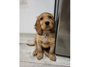 Продамо песика