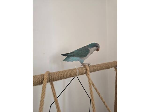 Продамо птаха каліта-монах. - Фото 2