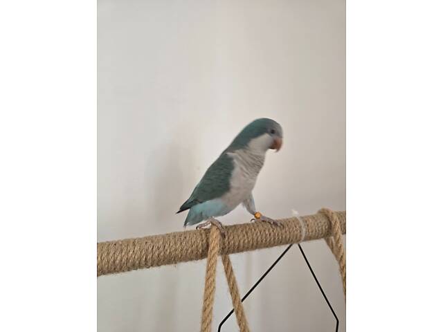 Продамо птаха каліта-монах. - Фото 3