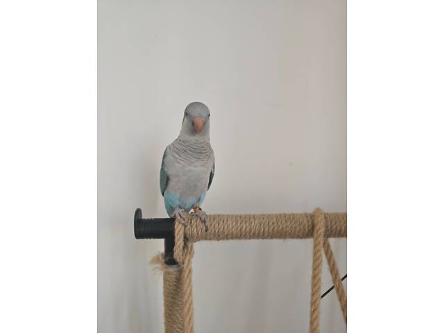 Продамо птаха каліта-монах. - Фото 1
