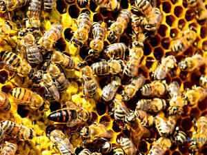 Продаю пчелосемьи