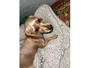 Продаю дівчинку.