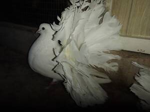 Продаю голубів павичів різних окрасів