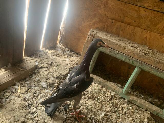 Продаю голубку породи кар'єр - Фото 1