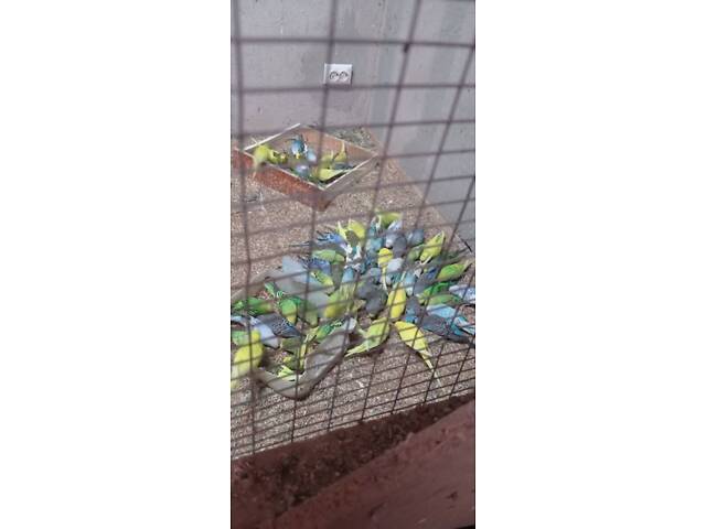 Продаю хвилястих папуг - Фото 7