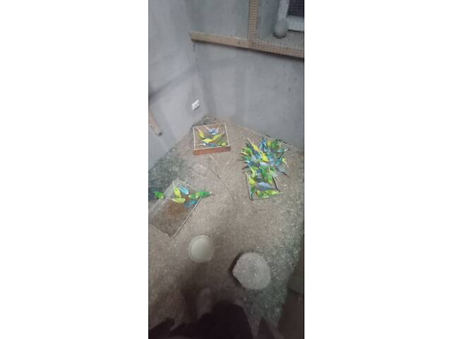 Продаю хвилястих папуг - Фото 2