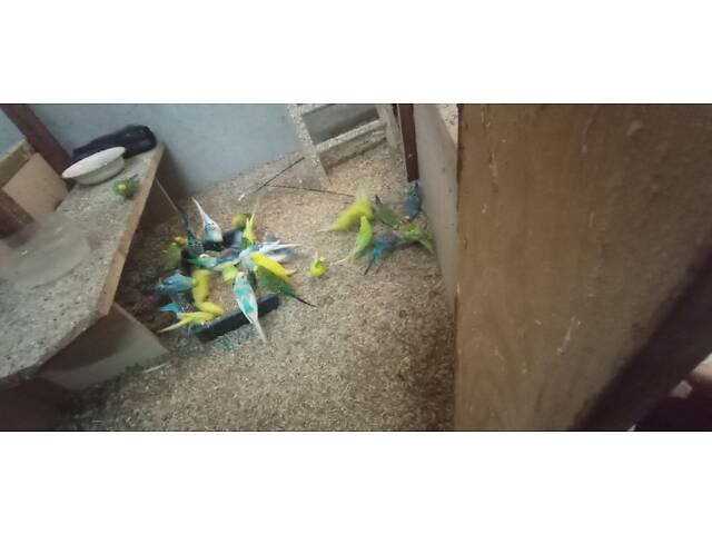 Продаю хвилястих папуг - Фото 3